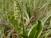 Botrychium lunaria 37, Gelobde maanvaren, Saxifraga-Ed Stikvoort