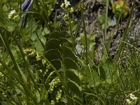 Botrychium lunaria 4, Gelobde maanvaren, Saxifraga-Willem van Kruijsbergen