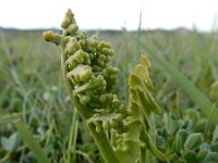 Botrychium lunaria 40, Gelobde maanvaren, Saxifraga-Ed Stikvoort