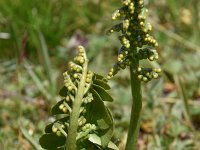 Botrychium lunaria 41, Gelobde maanvaren, Saxifraga-Harry Jans