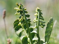 Botrychium lunaria 43, Gelobde maanvaren, Saxifraga-Luuk Vermeer