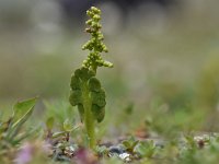 Botrychium lunaria 45, Gelobde maanvaren, Saxifraga-Luuk Vermeer