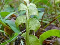 Botrychium lunaria 48, Gelobde maanvaren, Saxifraga-Hans Grotenhuis