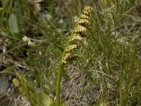 Botrychium lunaria 8, Gelobde maanvaren, Saxifraga-Willem van Kruijsbergen