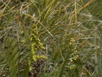 Botrychium lunaria 9, Gelobde maanvaren, Saxifraga-Willem van Kruijsbergen