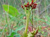 Botrychium matricarifolium