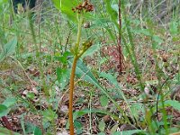 Botrychium matricarifolium 2, Saxifraga-Hans Grotenhuis