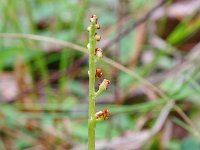 Botrychium matricarifolium 3, Saxifraga-Hans Grotenhuis