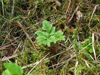 Botrychium multifidum 11, Saxifraga-Hans Grotenhuis