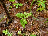 Botrychium multifidum 6, Saxifraga-Hans Grotenhuis