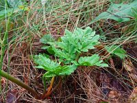 Botrychium multifidum 8, Saxifraga-Hans Grotenhuis