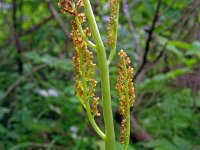 Botrychium virginianum 4, Saxifraga-Hans Gebuis