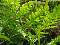 Botrychium virginianum 5, Saxifraga-Hans Gebuis