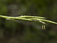 Brachypodium pinnatum 1, Gevinde kortsteel, Saxifraga-Marijke Verhagen