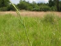 Brachypodium pinnatum 3, Gevinde kortsteel, Saxifraga-Rutger Barendse