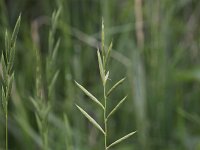 Brachypodium pinnatum 4, Gevinde kortsteel, Saxifraga-Peter Meininger