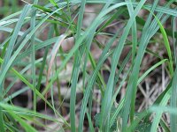 Brachypodium pinnatum 8, Gevinde kortsteel, Saxifraga-Rutger Barendse