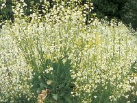 Brassica oleracea 1, Kool, Saxifraga-Piet Zomerdijk