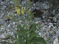 Brassica oleracea 11, Kool, Saxifraga-Willem van Kruijsbergen