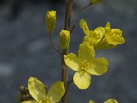 Brassica oleracea 13, Kool, Saxifraga-Willem van Kruijsbergen