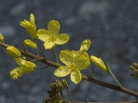 Brassica oleracea 14, Kool, Saxifraga-Willem van Kruijsbergen