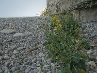 Brassica oleracea 18, Kool, habitat, Saxifraga-Willem van Kruijsbergen