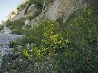 Brassica oleracea 19, Kool, habitat, Saxifraga-Willem van Kruijsbergen