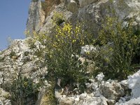 Brassica oleracea 23, Kool, habitat, Saxifraga-Willem van Kruijsbergen