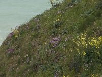 Brassica oleracea 24, Kool, habitat, Saxifraga-Willem van Kruijsbergen