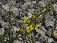 Brassica oleracea 4, Kool, Saxifraga-Willem van Kruijsbergen