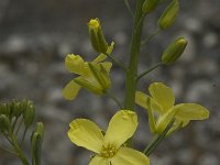 Brassica oleracea 9, Kool, Saxifraga-Willem van Kruijsbergen