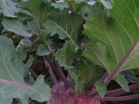 Brassica oleracea gongylodes 36, Saxifraga-Rutger Barendse