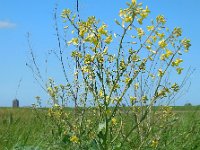 Brassica oleracea ssp oleracea 42, Kool, Saxifraga-Ed Stikvoort