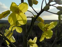 Brassica oleracea ssp oleracea 43, Kool, Saxifraga-Ed Stikvoort