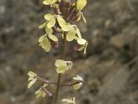 Brassica oleracea ssp robertiana 29, Saxifraga-Jan van der Straaten