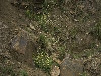 Brassica oleracea ssp robertiana 32, Saxifraga-Willem van Kruijsbergen