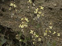 Brassica oleracea ssp robertiana 33, Saxifraga-Willem van Kruijsbergen