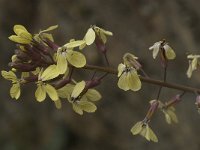 Brassica oleracea ssp robertiana 34, Saxifraga-Willem van Kruijsbergen