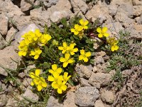 Brassica repanda ssp repanda 6, Saxifraga-Luuk Vermeer