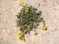 Brassica repanda ssp repanda 7, Saxifraga-Luuk Vermeer