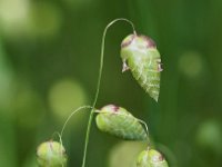 Briza maxima 30, Groot trilgras, Saxifraga-Hans Dekker