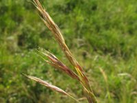 Bromus erectus 2, Bergdravik, Saxifraga-Rutger Barendse