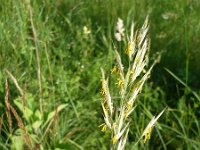 Bromus erectus 3, Bergdravik, Saxifraga-Jasenka Topic