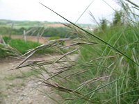 Bromus erectus 4, Bergdravik, Saxifraga-Rutger Barendse