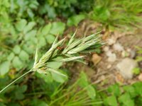 Bromus erectus 6, Bergdravik, Saxifraga-Rutger Barendse