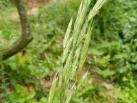 Bromus erectus 8, Bergdravik, Saxifraga-Rutger Barendse