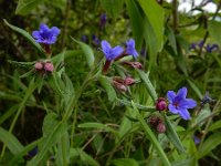 Buglossoides purpurocaerulea 15, Saxifraga-Ed Stikvoort