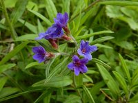 Buglossoides purpurocaerulea 16, Saxifraga-Ed Stikvoort