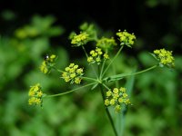 Bupleurum falcatum 12, Sikkelgoudscherm, Saxifraga-Ed Stikvoort : jura2010