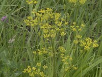 Bupleurum falcatum 13, Sikkelgoudscherm, Saxifraga-Willem van Kruijsbergen